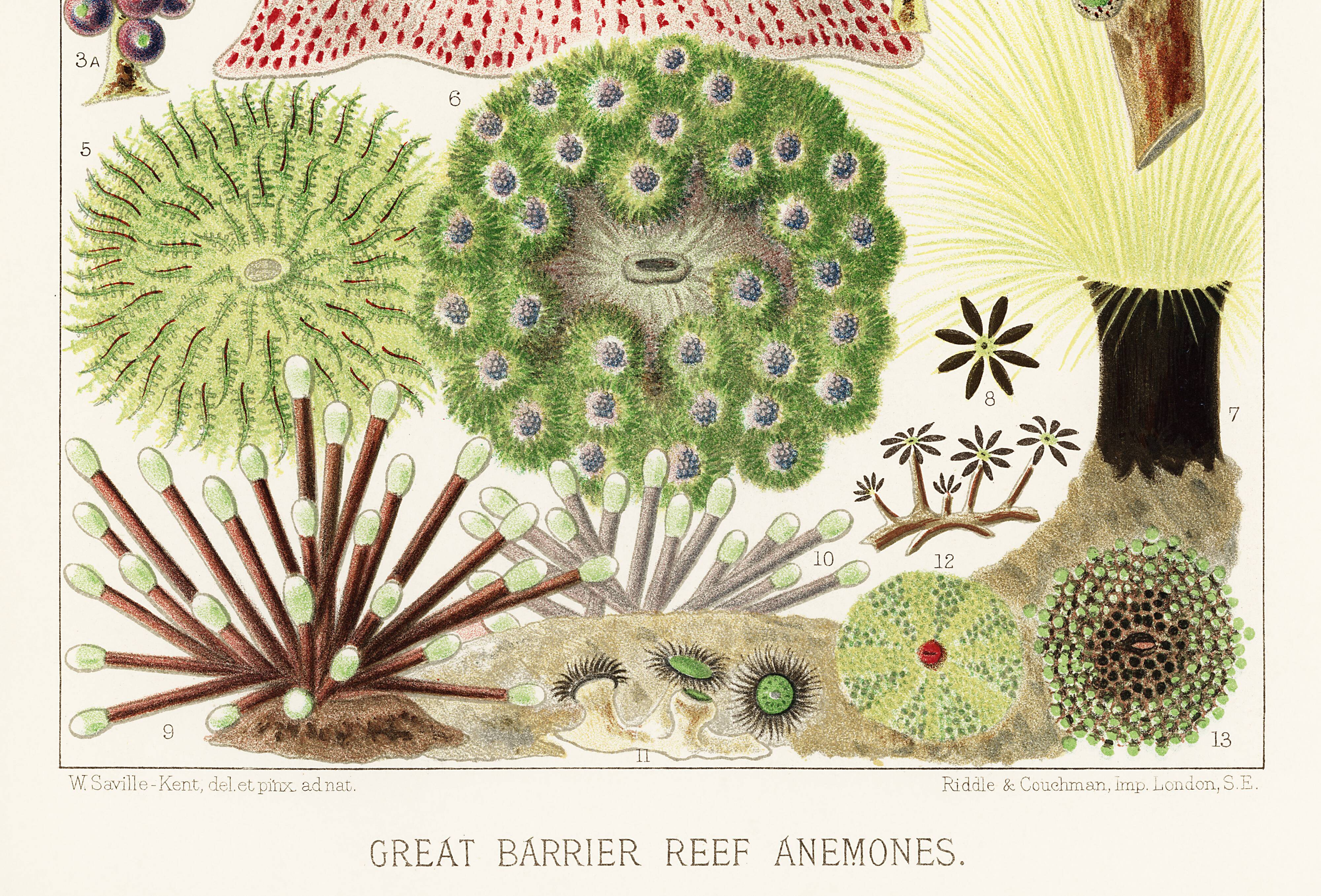 Affiche sur les anémones de la Grande Barrière de Corail, 1893