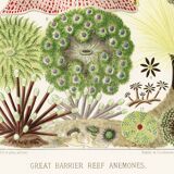 Affiche sur les anémones de la Grande Barrière de Corail, 1893