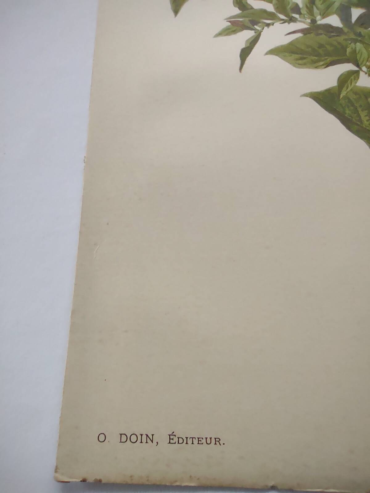 Botanical lithograph from 1897 - Vicia Oroboides - Print by E. Godard