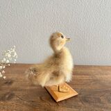 Taxidermy - Stuffed duckling