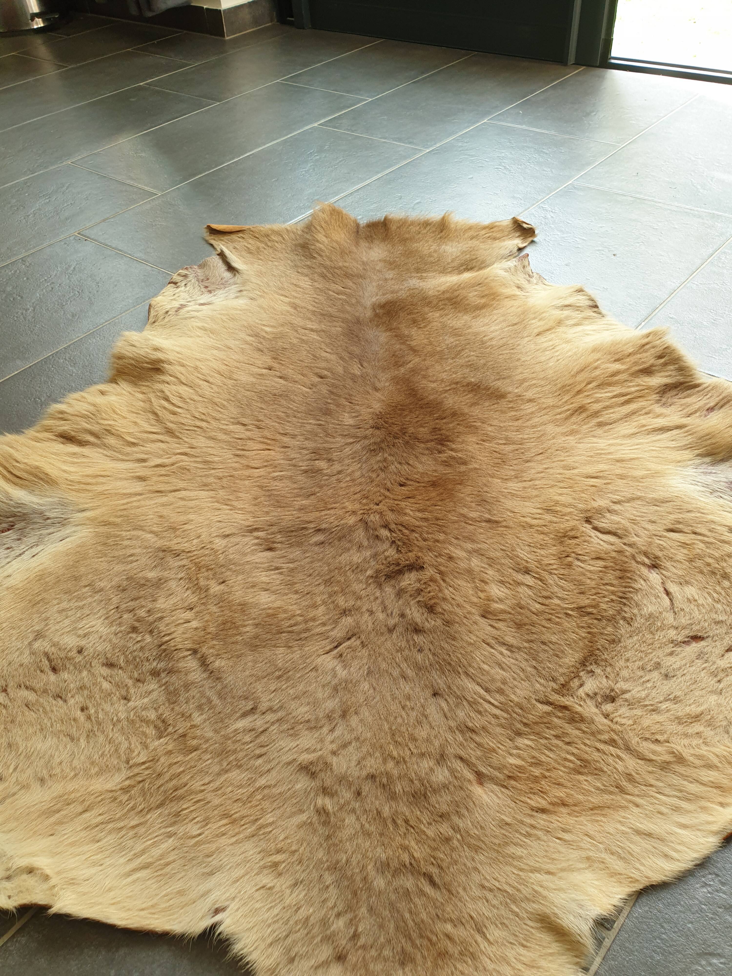 Kangaroo skin