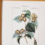 Lot de 5 cadres gravures botaniques ancienne
