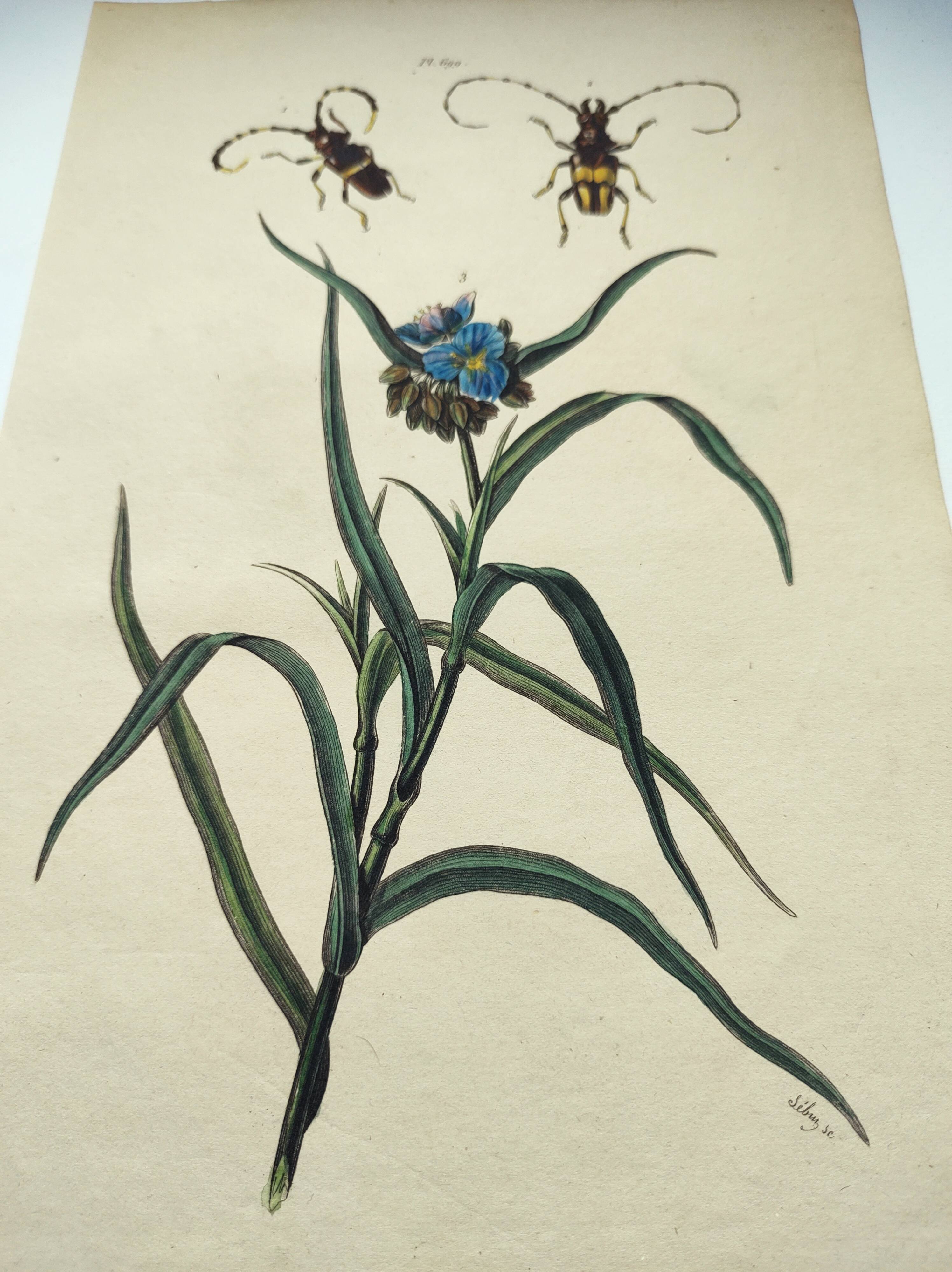 Gravure ancienne de 1838 -Plante Tradecantie et insecte- Planche coloriée à la main zoologique