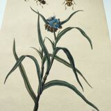Gravure ancienne de 1838 -Plante Tradecantie et insecte- Planche coloriée à la main zoologique