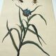 Old engraving from 1838 - Tradecantie plant and insect - Zoological hand-colored board