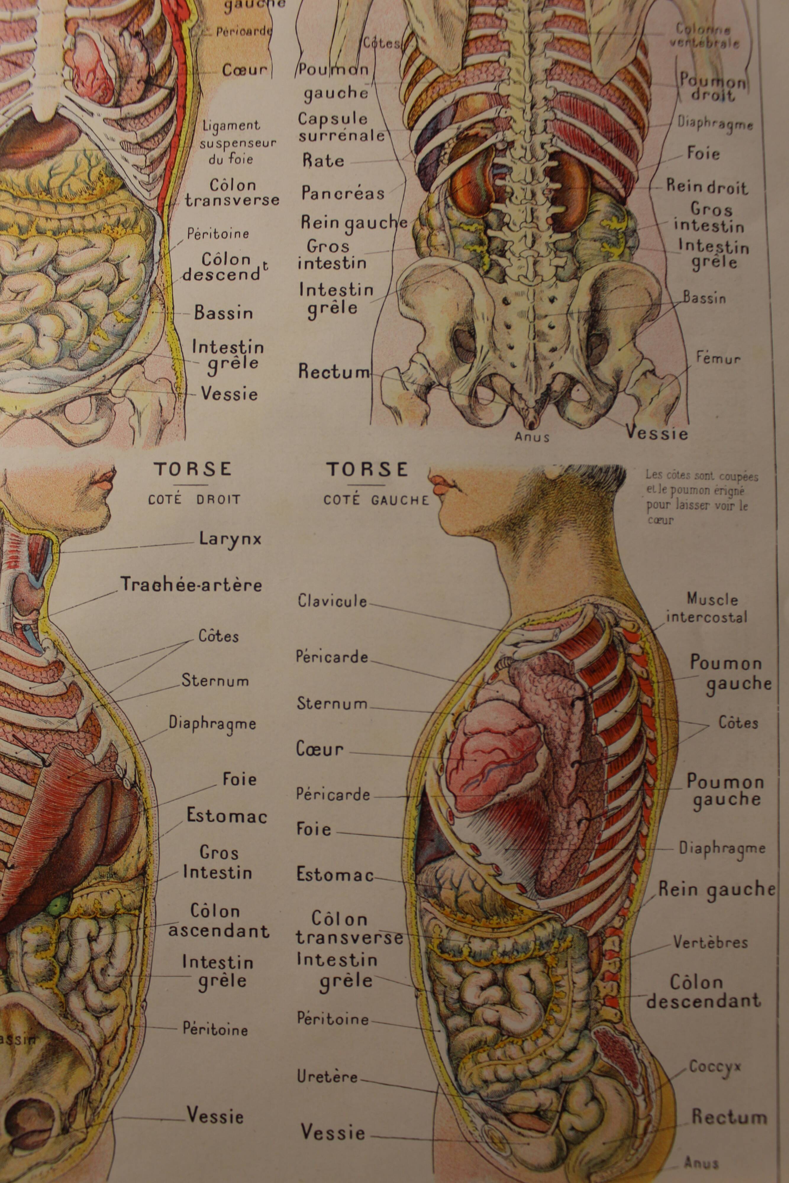 Medical Board - Anatomical - The Abdomen