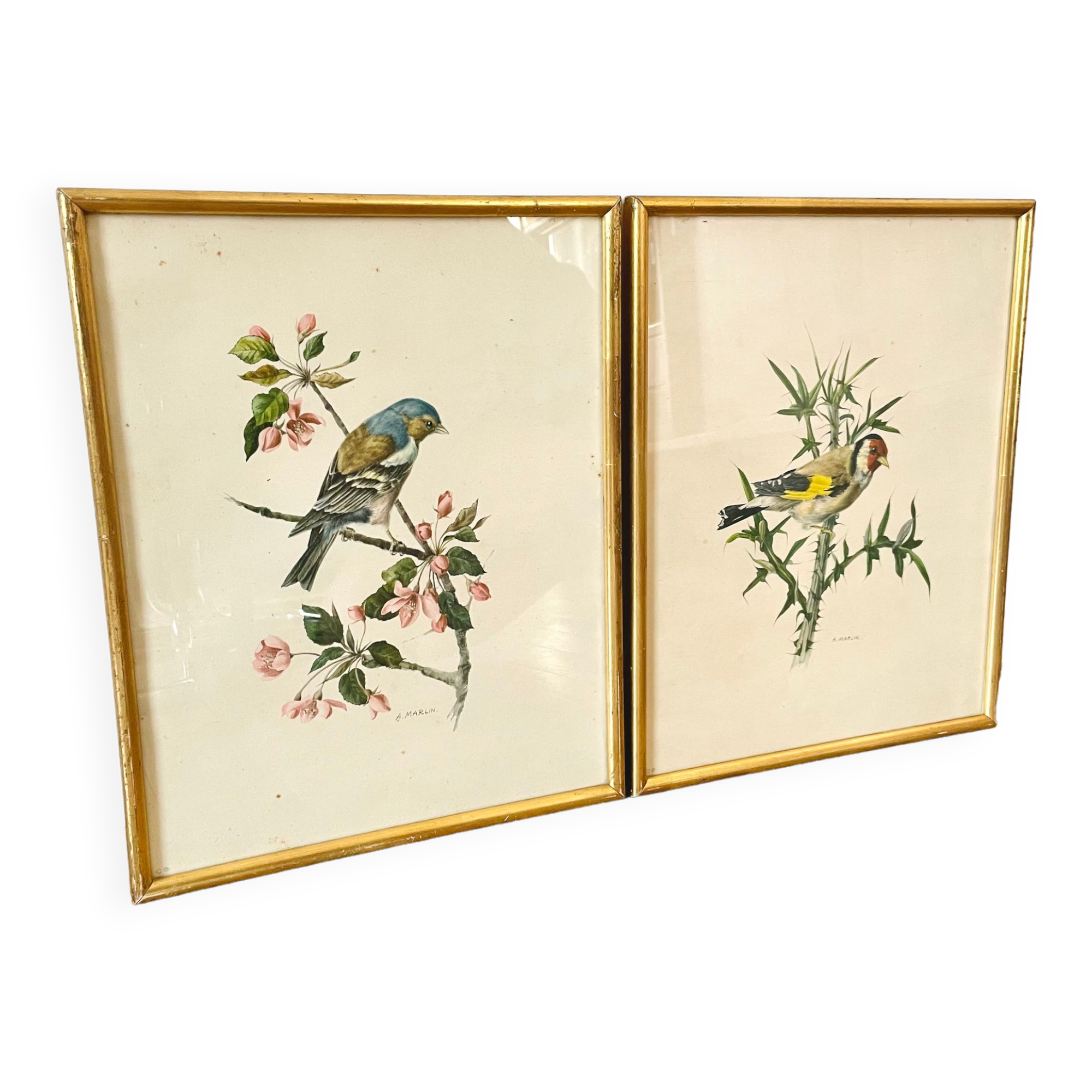 Lot of two illustration bird by To. Spearfish
