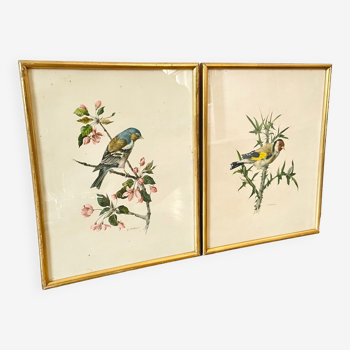 Lot of two illustration bird by To. Spearfish
