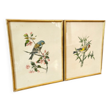 Lot de deux illustration oiseau par À. Marlin