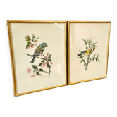 Lot of two illustration bird by To. Spearfish