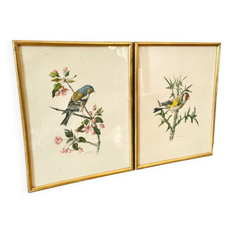 Lot de deux illustration oiseau par À. Marlin