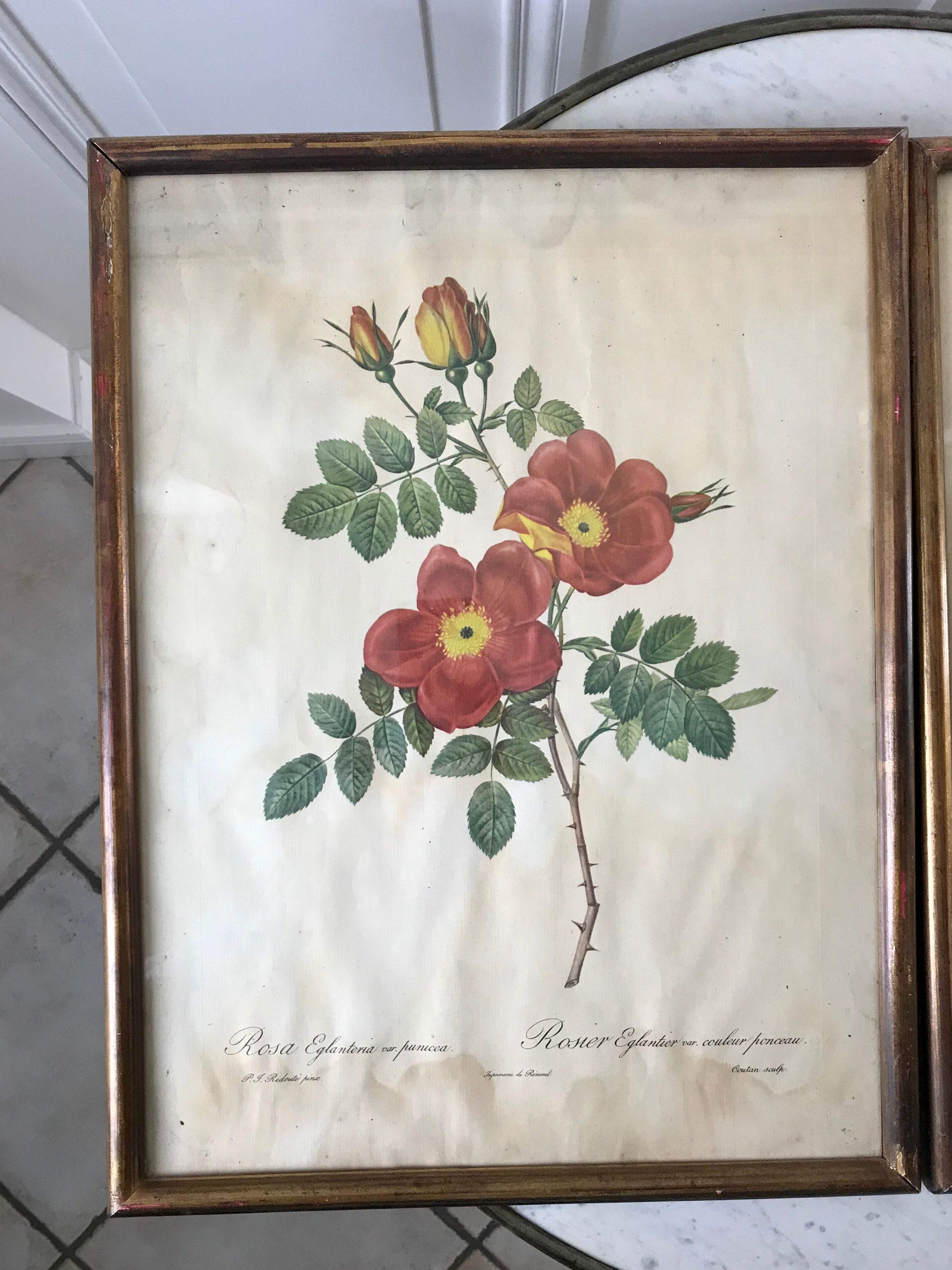 Duo of lithographs JP Redouté Rosier Eglantier red and yellow