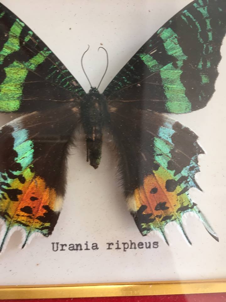 Framework of madagascar urania ripheus butterfly