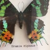 Framework of madagascar urania ripheus butterfly