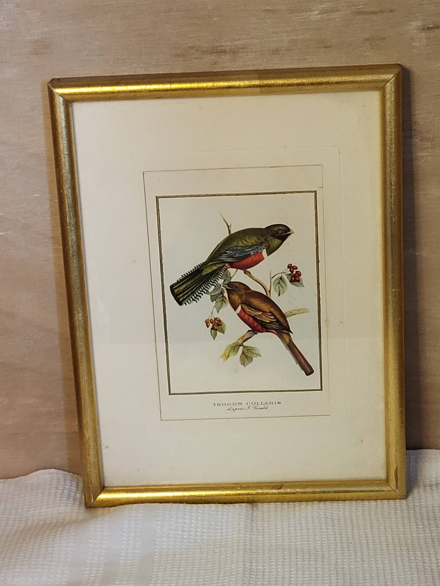 Cadre oiseaux