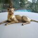 Brass lioness