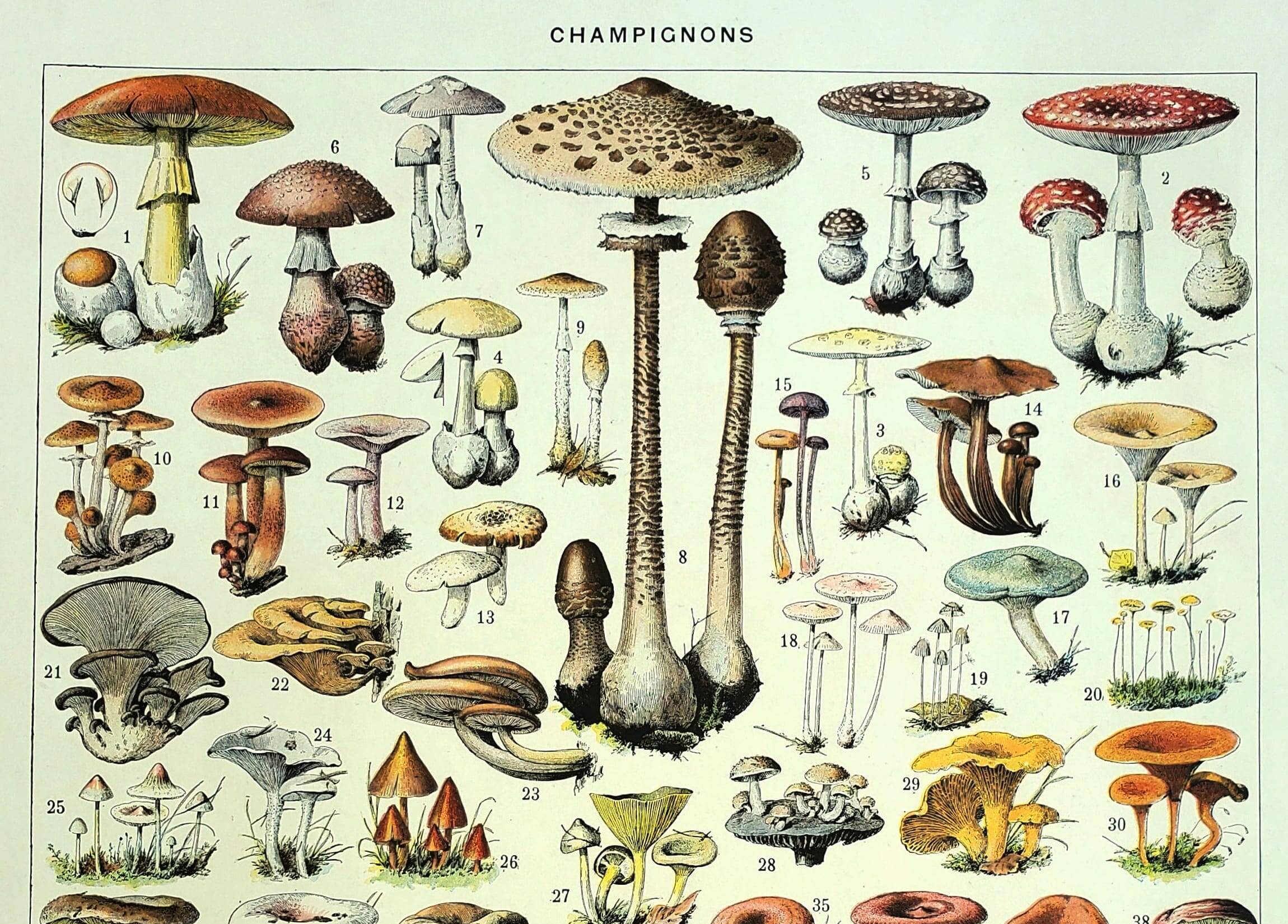 Botanical engraving 1928 A. Millot - Mushrooms 1, picking, mycology