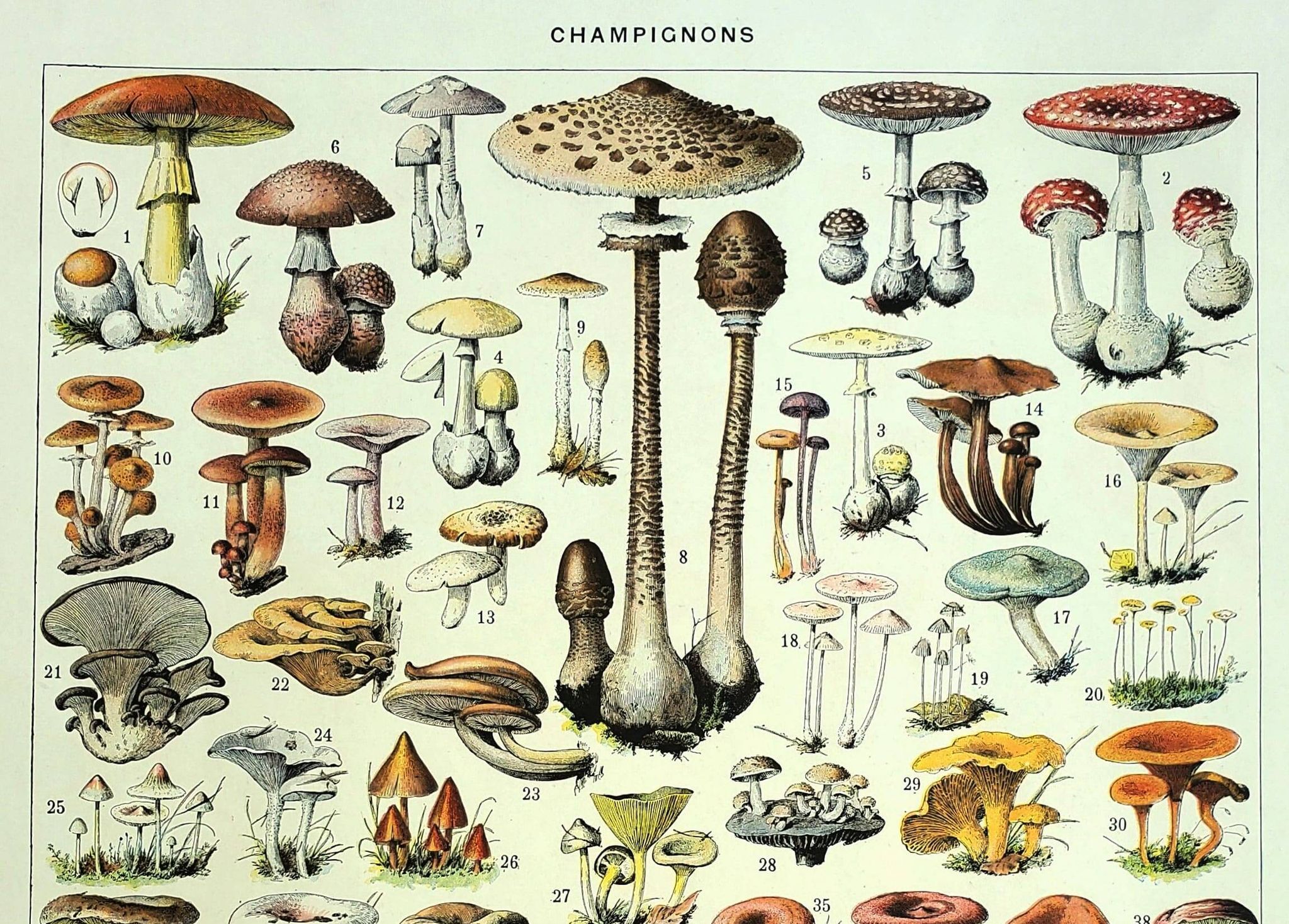 Botanical engraving 1928 A. Millot - Mushrooms 1, picking, mycology