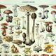 Gravure botanique 1928 A. Millot - Champignons 1, cueillette, mycologie