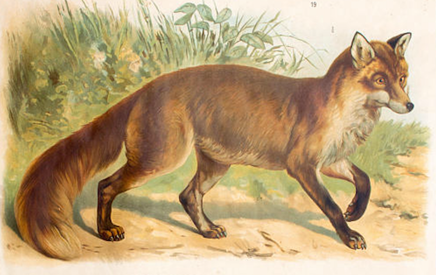 Poster "Hyena, Fox" th. Breidwiser for Gerold & Sohn 1879