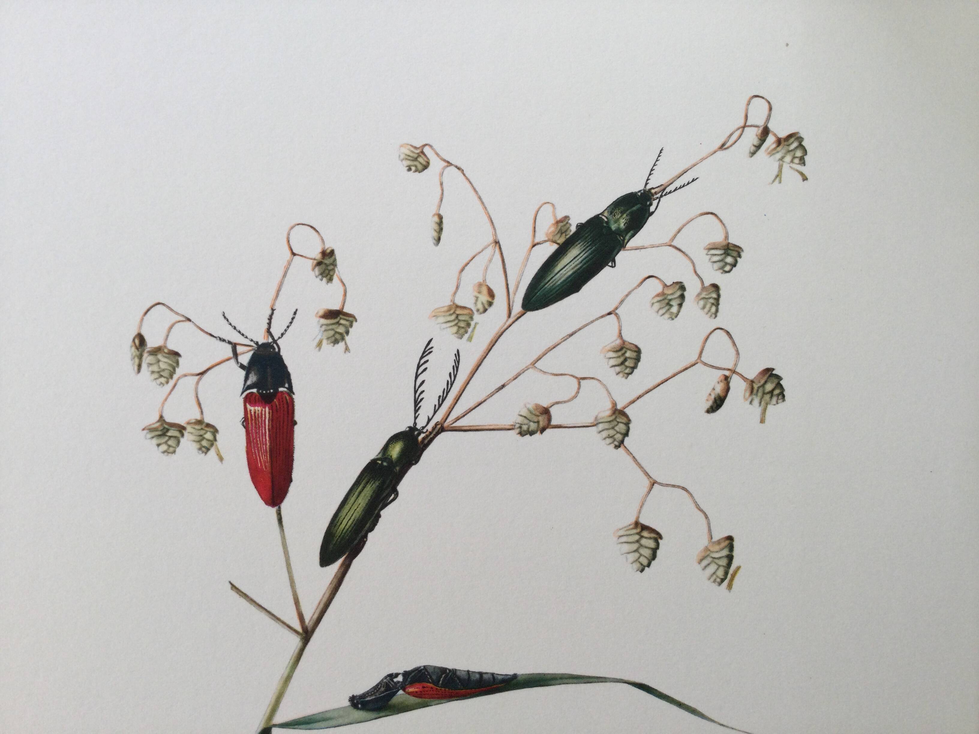 Antique illustration of click beetles, vintage print, 1960s