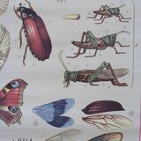 Vintage educational chart