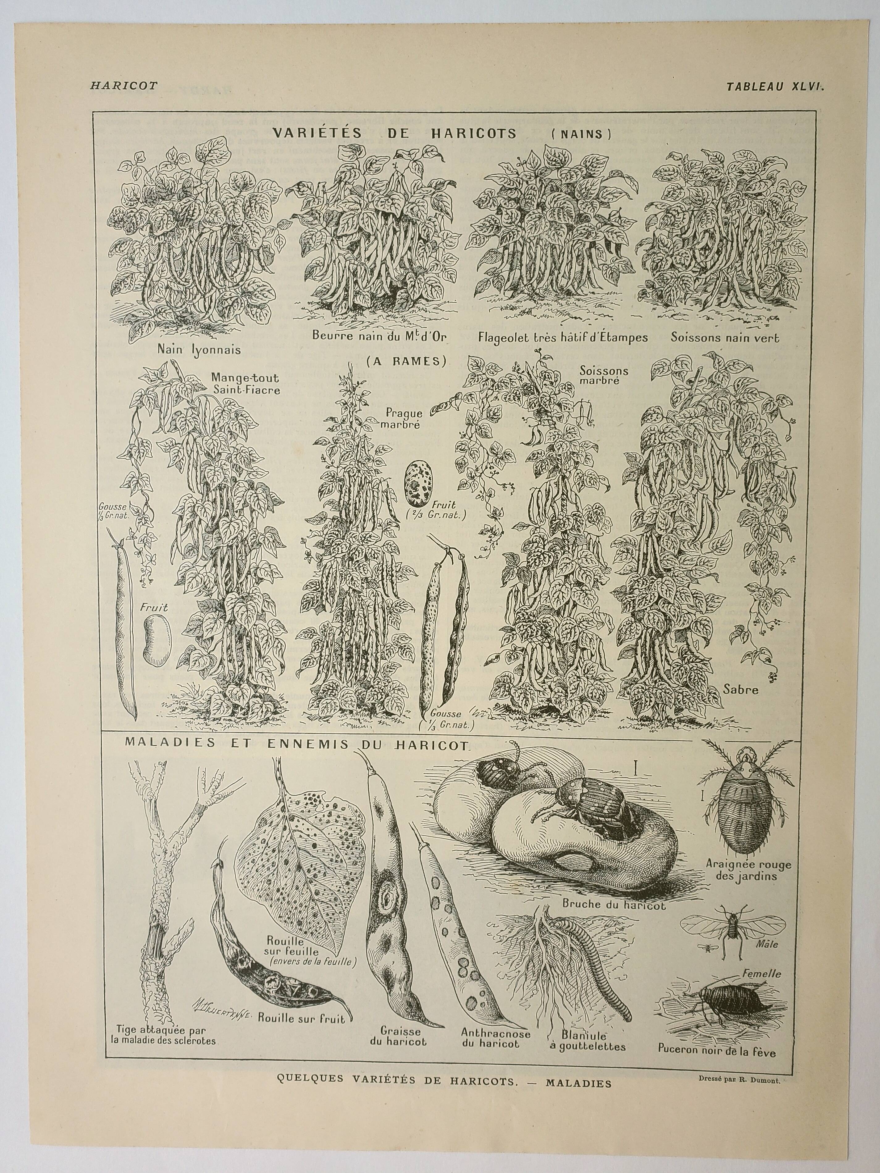 Old engraving 1922, Beans, varieties, soup, vegetables, farm • Lithograph, original illustration