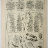 Old engraving 1922, Beans, varieties, soup, vegetables, farm • Lithograph, original illustration