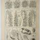 Old engraving 1922, Beans, varieties, soup, vegetables, farm • Lithograph, original illustration