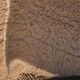 Pre-order fluffy Beni Ouarain runner rug 70×300 cm
