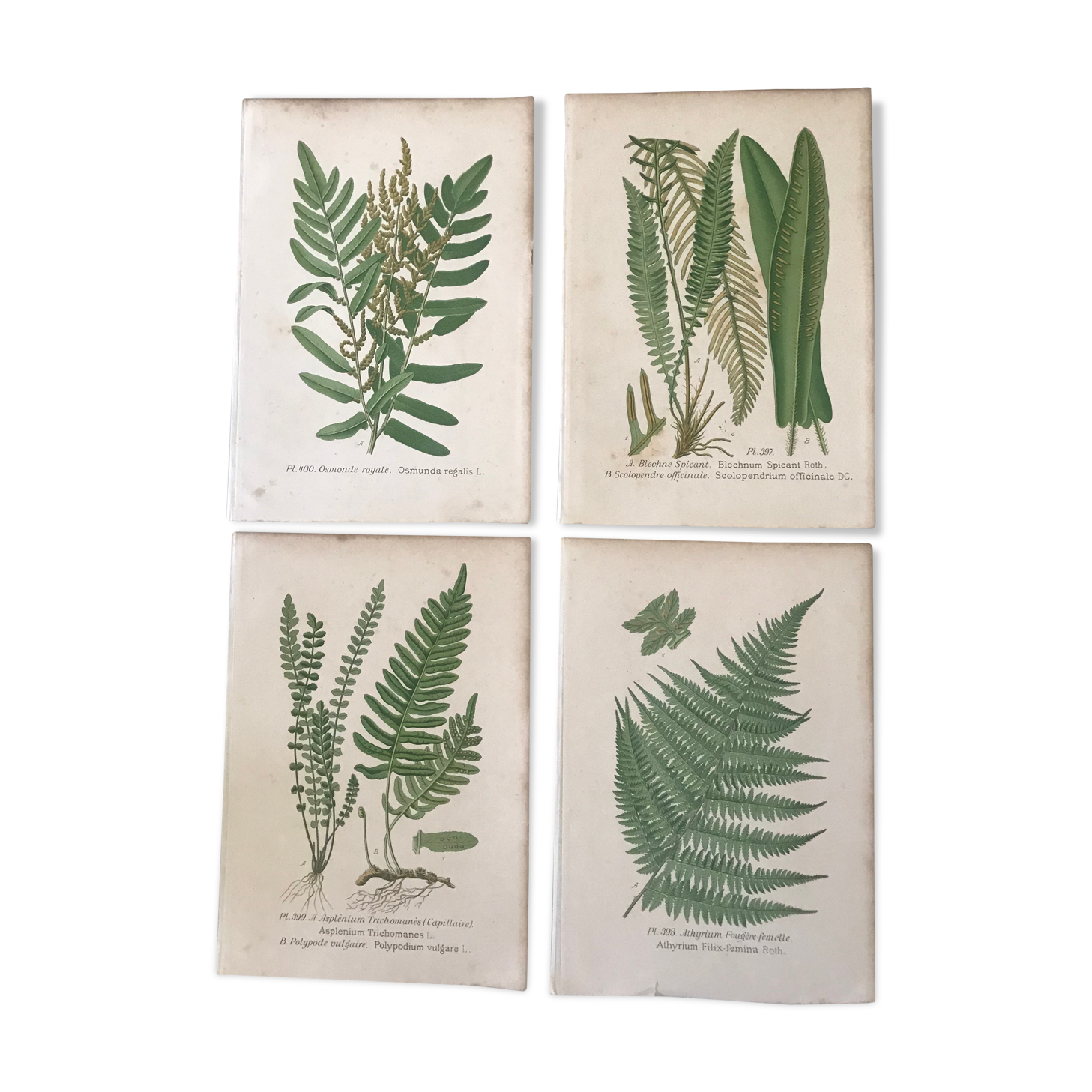 Lot of 4 botanical panches of ferns 19th century