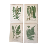 Lot of 4 botanical panches of ferns 19th century