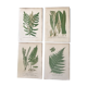 Lot of 4 botanical panches of ferns 19th century