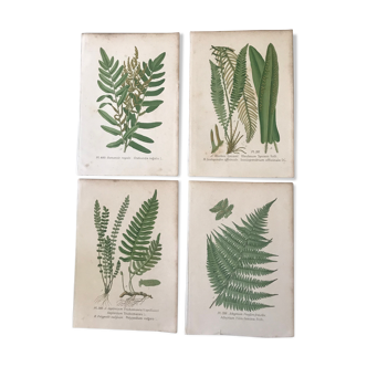 Lot of 4 botanical panches of ferns 19th century