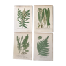 Lot of 4 botanical panches of ferns 19th century
