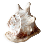 Blackcurrant shell cornuta
