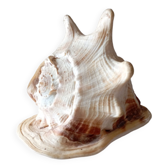 Blackcurrant shell cornuta