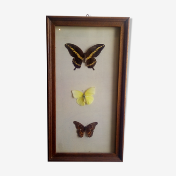 3 naturalized butterflies framed