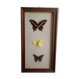 3 naturalized butterflies framed