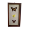 3 naturalized butterflies framed