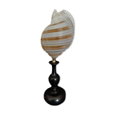 Cabinet of Curiosities shell tonna sulcosa on base