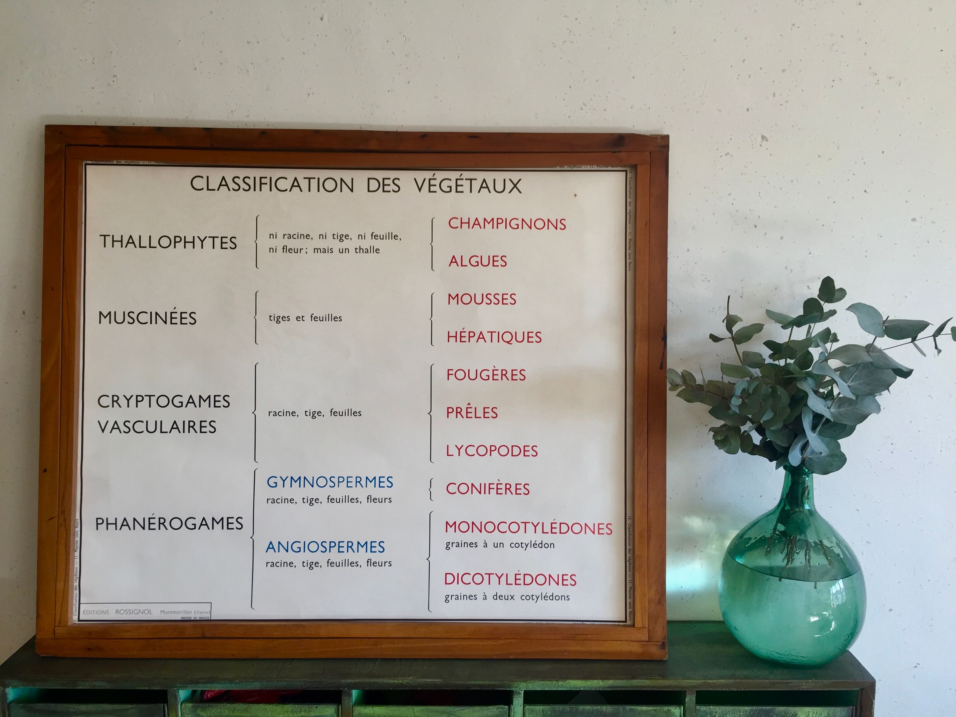 Educational poster Rossignol flower-free plants and plant classification years 60
