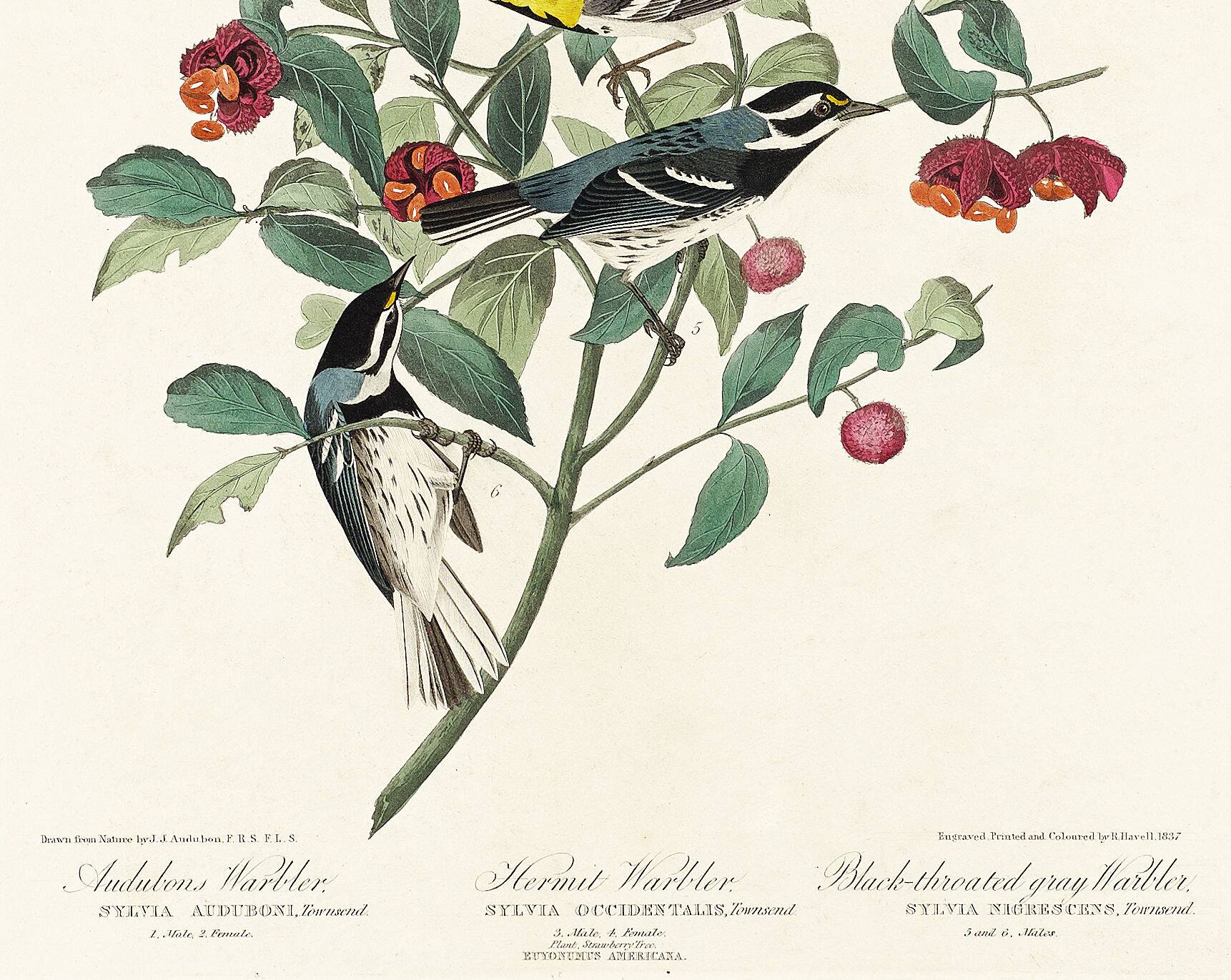 Poster about Audubon's Warbler, based on an old engraving from 1827.