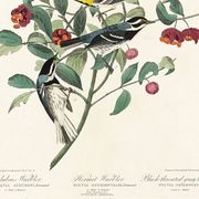 Poster about Audubon's Warbler, based on an old engraving from 1827.