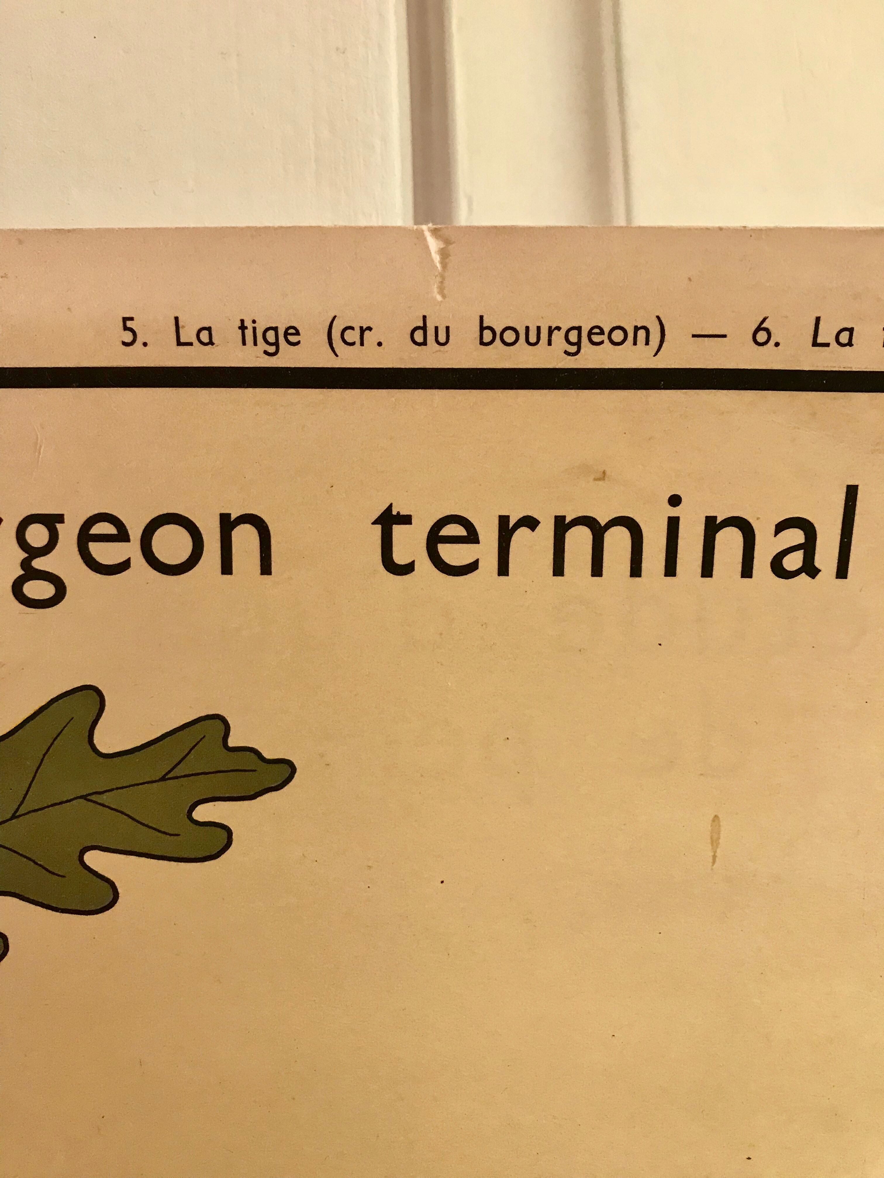 Nightingale educational poster