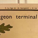 Nightingale educational poster