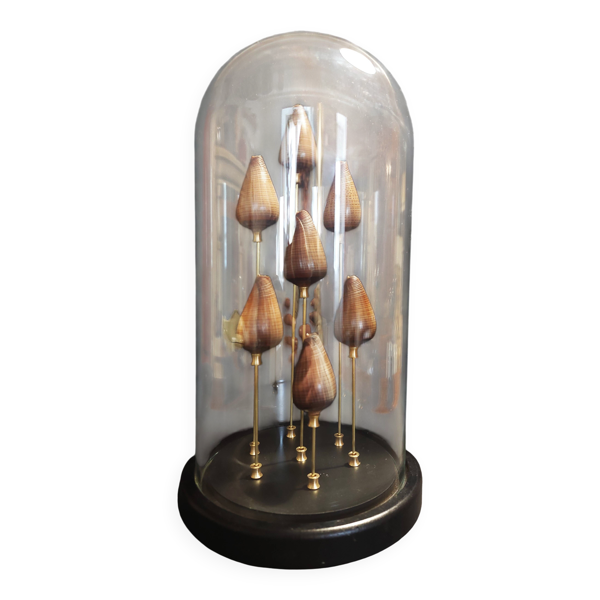 Cabinet of Curiosities globe with conus figulinus shells