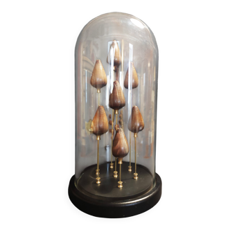 Cabinet of Curiosities globe with conus figulinus shells