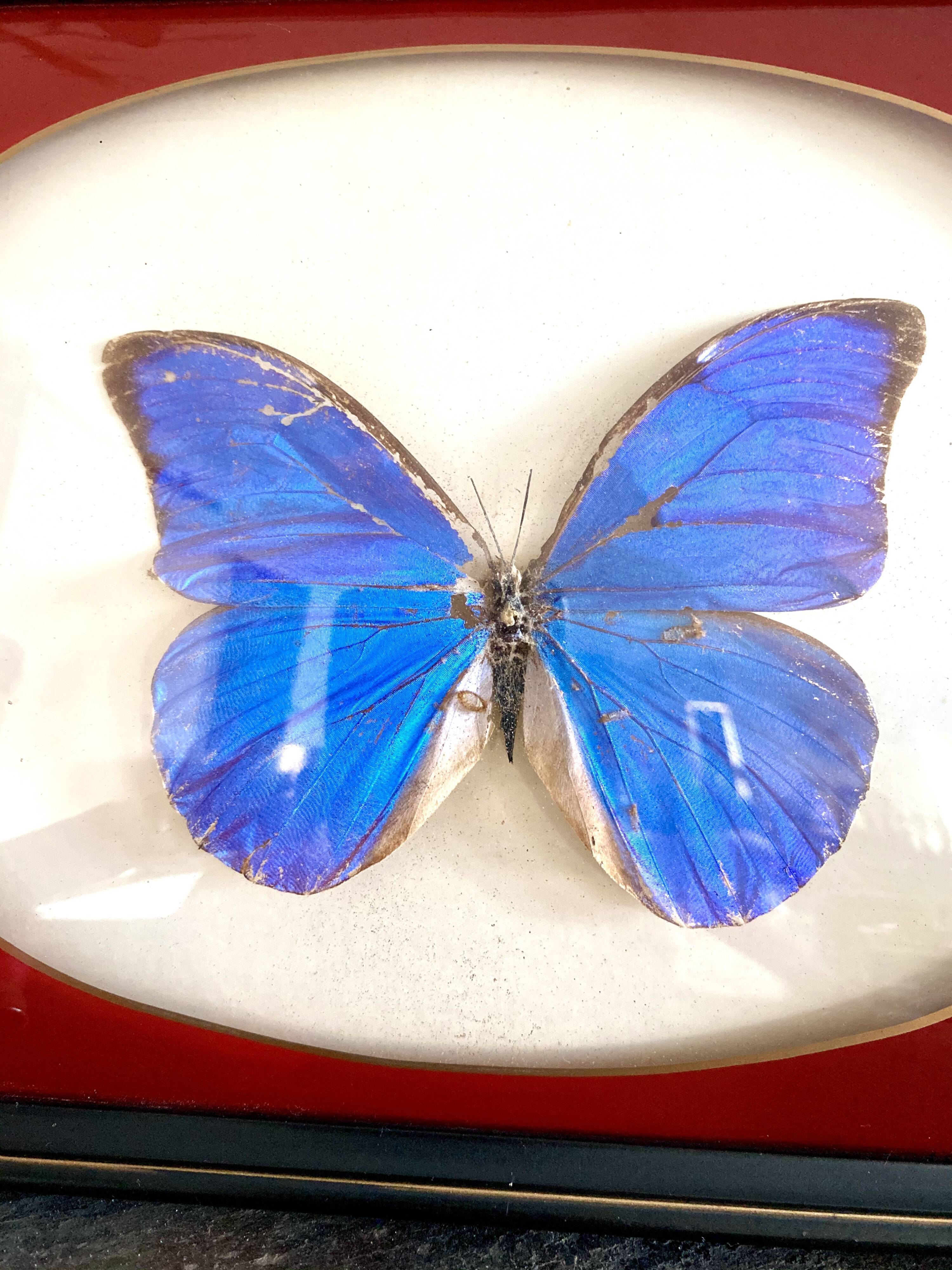 Naturalized butterfly frame
