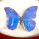 Naturalized butterfly frame